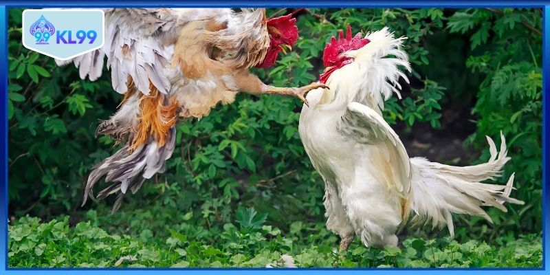 Kèo cược hấp dẫn từng phút