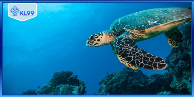 Không nên tin tưởng tuyệt đối 1 cầu