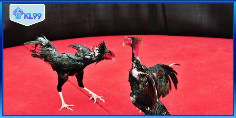 Nơi hội tụ cao thủ chọi kê cực VIP