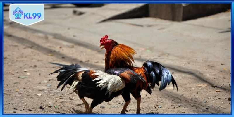 Phân tích kỹ kèo trước khi cược