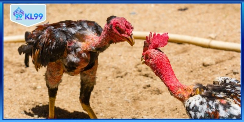 Trận đá gà trực tiếp tiền lớn