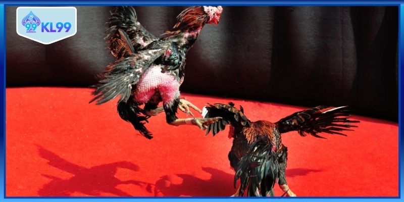 Xem đá gà cựa dao trực tiếp hôm nay